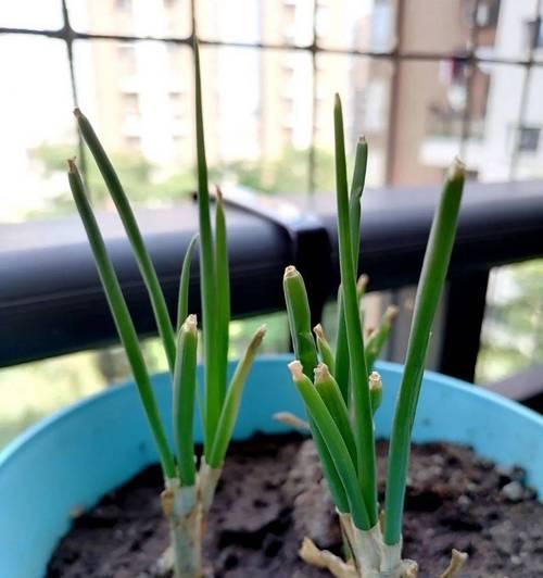 葱叶在家种植方法是什么？如何正确种植葱叶？