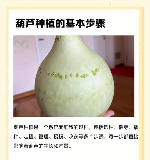 葫芦籽催芽失败了怎么办？如何提高催芽成功率？