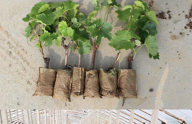 爬藤紫罗怎么种植方法？种植过程中需要注意哪些问题？