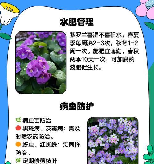 爬藤紫罗怎么种植方法？种植过程中需要注意哪些问题？