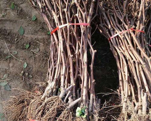 爬藤紫罗怎么种植方法？种植过程中需要注意哪些问题？