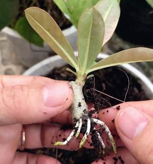 玫瑰扦插催芽方法是什么？需要多长时间才能发芽？