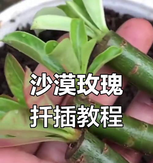 玫瑰扦插催芽方法是什么？需要多长时间才能发芽？