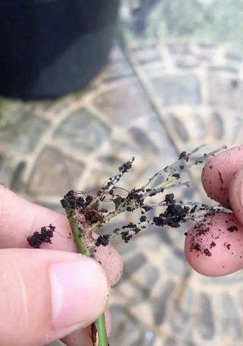 玫瑰扦插催芽方法是什么？需要多长时间才能发芽？