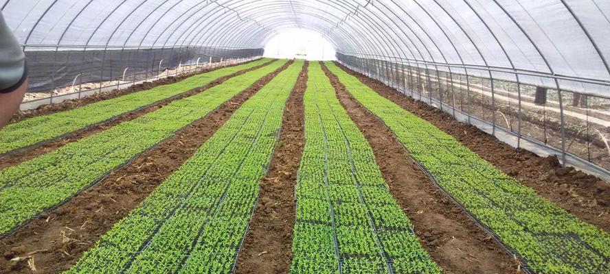 果核催芽培苗的正确方法是什么？需要多长时间才能发芽？