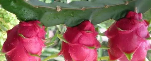 红色火龙果怎么种植方法？从播种到收获的全过程解析？
