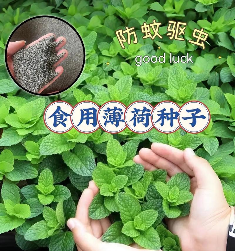 薄荷种子催芽方法是什么？需要多长时间才能发芽？