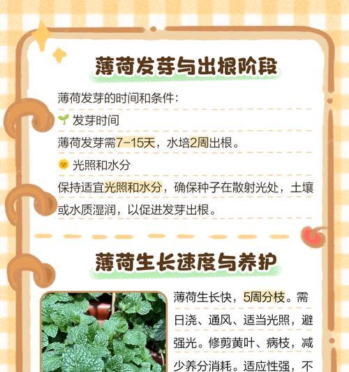 薄荷种子催芽方法是什么？需要多长时间才能发芽？