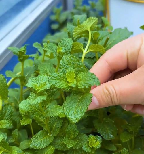薄荷种子催芽方法是什么？需要多长时间才能发芽？