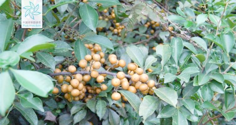 飞龙怎么种植方法？飞龙种植的步骤和注意事项是什么？