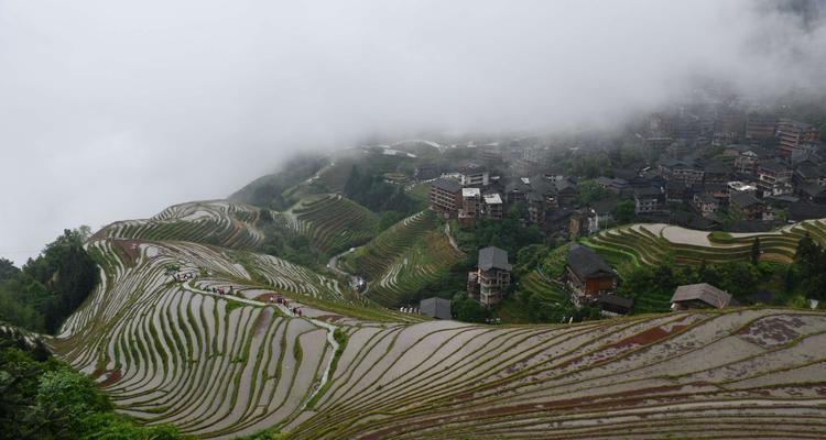飞龙怎么种植方法？飞龙种植的步骤和注意事项是什么？