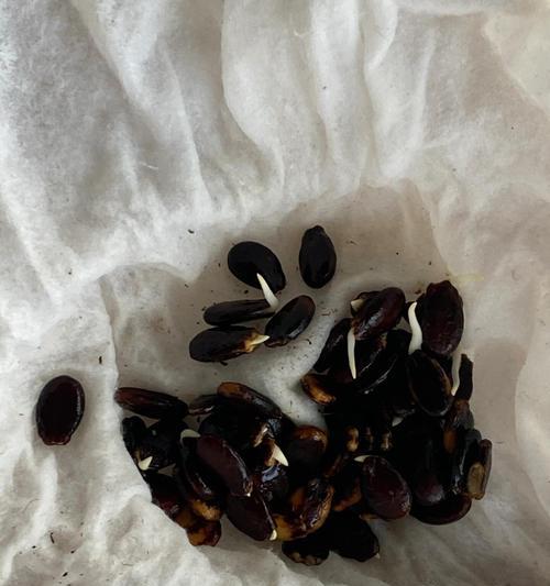 催芽怎么催？种子催芽的正确步骤和注意事项是什么？