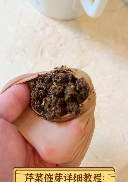 催芽怎么催？种子催芽的正确步骤和注意事项是什么？