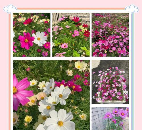 桑种子催芽方法是什么？需要多长时间才能发芽？