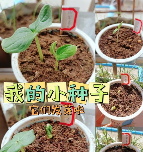 凤眼菩提种子怎么催芽？催芽过程中的常见问题有哪些？