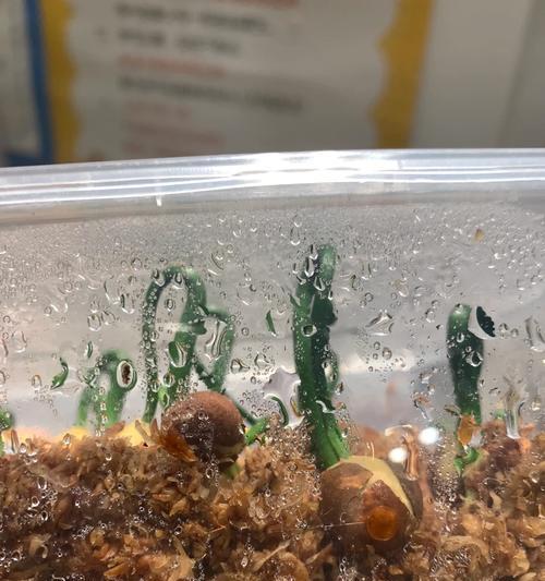 凤眼菩提种子怎么催芽？催芽过程中的常见问题有哪些？