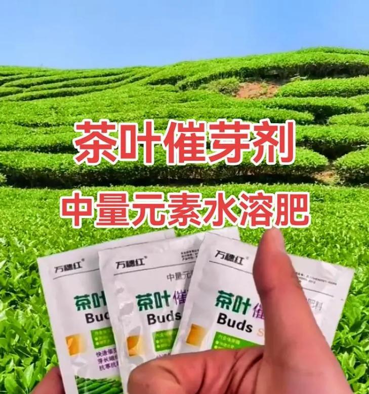 红芸豆催芽方法有哪些？哪种方式最有效？
