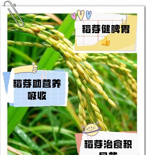 大面积稻谷催芽方法是什么？如何确保稻谷发芽率高？