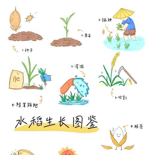 大面积稻谷催芽方法是什么？如何确保稻谷发芽率高？