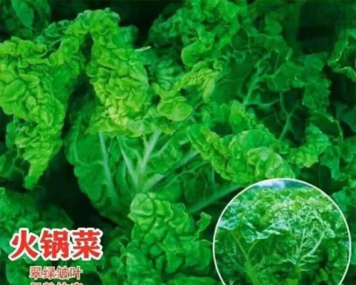 皱叶菜种子怎么种植方法？种植过程中需要注意哪些问题？