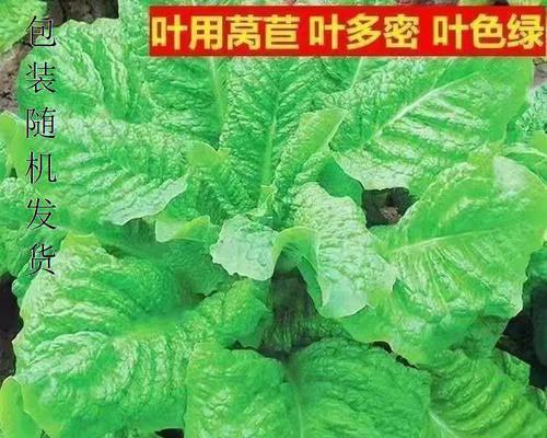 皱叶菜种子怎么种植方法？种植过程中需要注意哪些问题？