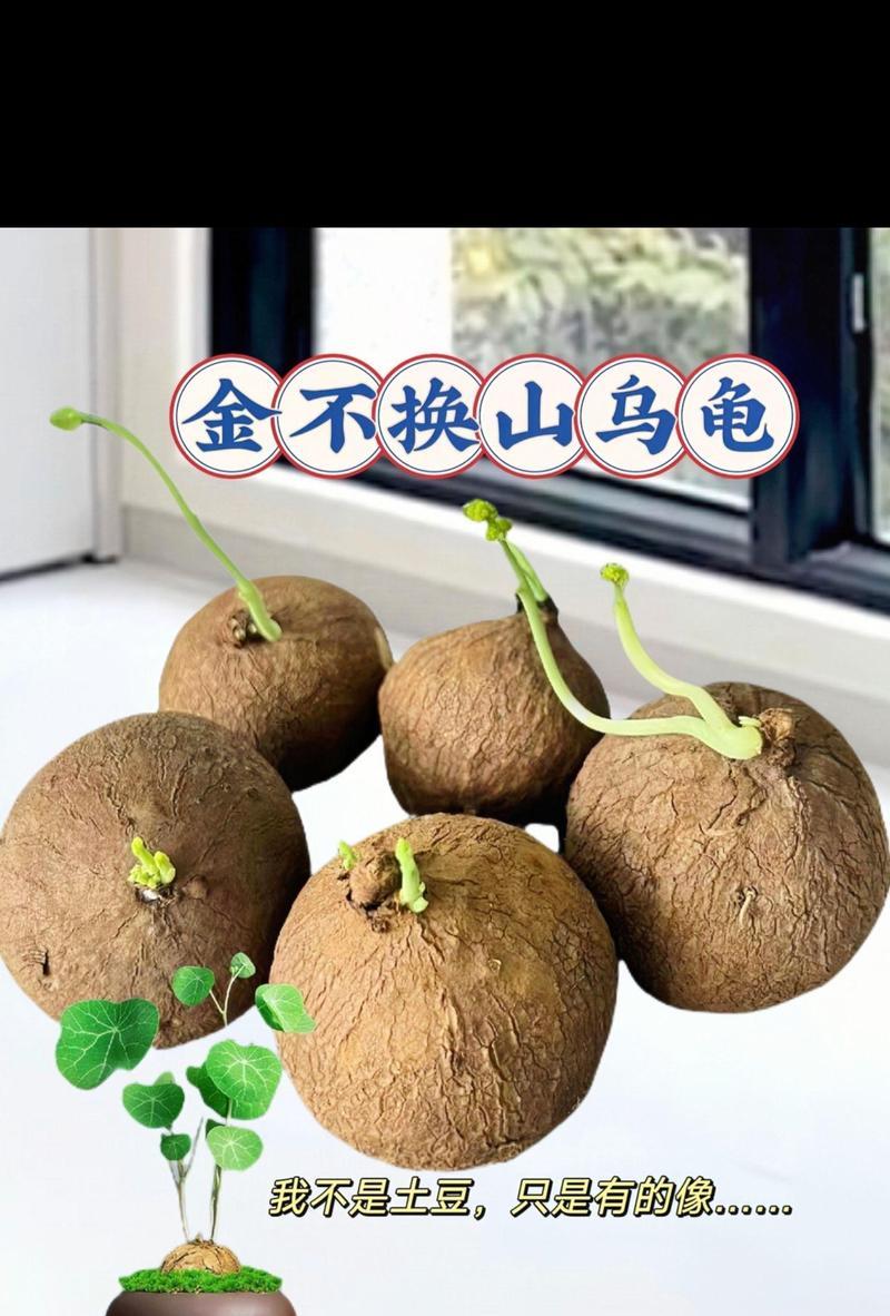 山龟修剪枝条的最佳方法是什么？修剪后如何护理？