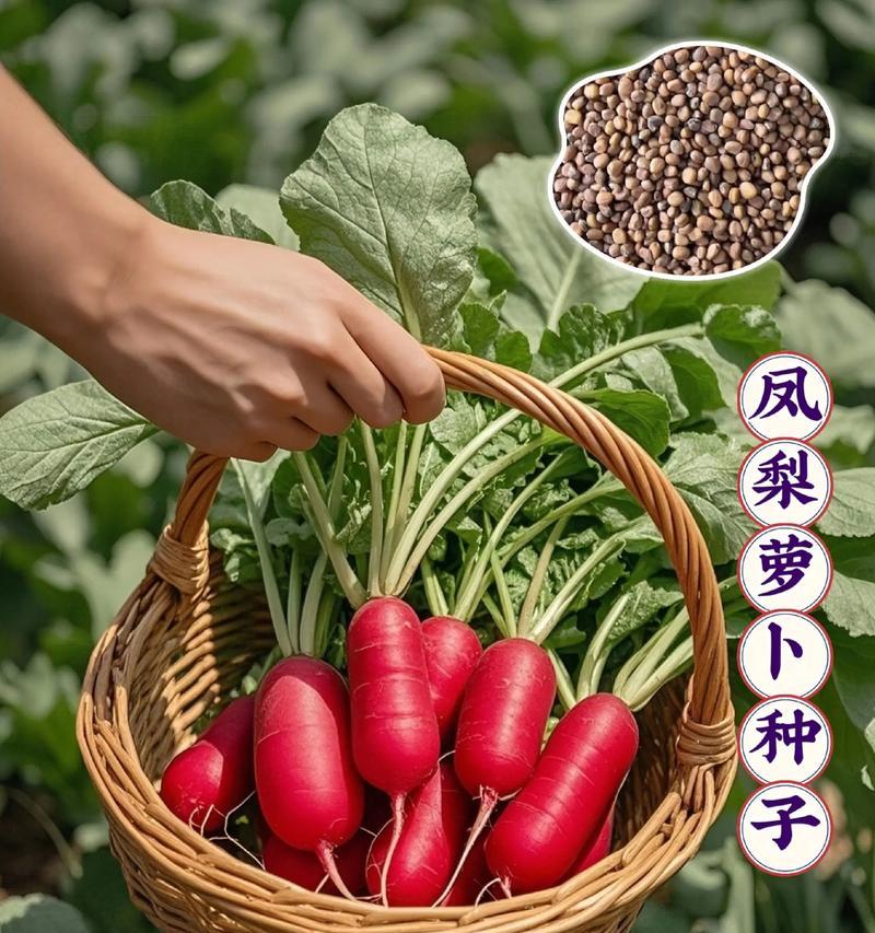 水果萝卜怎么种植方法？从播种到收获的全过程解析？