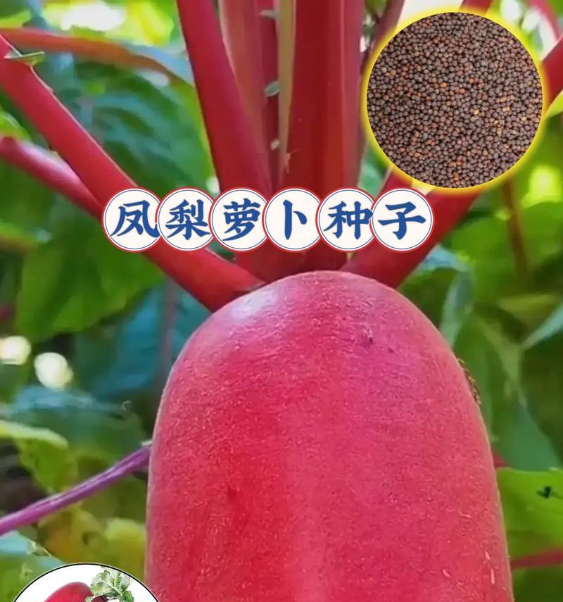 水果萝卜怎么种植方法？从播种到收获的全过程解析？