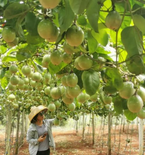 红土果种植方法有哪些？如何确保红土果的高产？