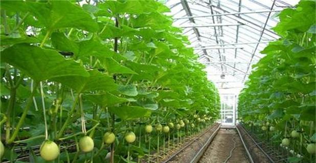 黑蜜瓜种植方法有哪些？如何确保种植成功？