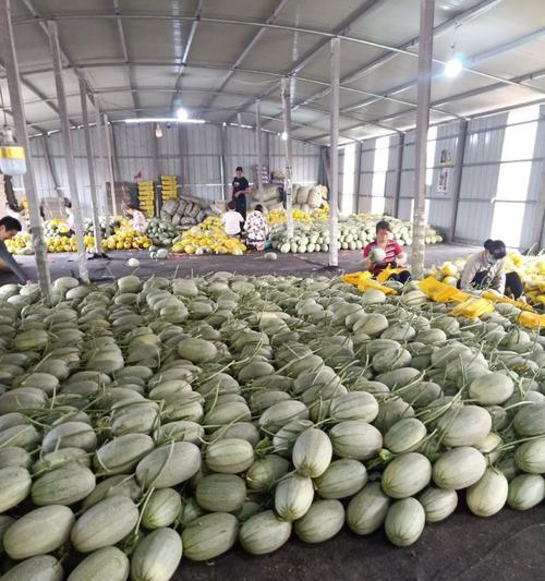 黑蜜瓜种植方法有哪些？如何确保种植成功？
