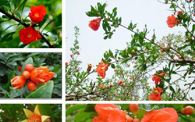 石榴根催芽方法是什么？需要多长时间才能发芽？