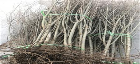 石榴根催芽方法是什么？需要多长时间才能发芽？