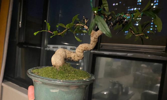 石榴根催芽方法是什么？需要多长时间才能发芽？