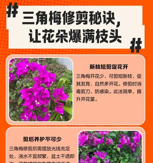 怎么修剪枝头枝条？修剪的最佳时间和方法是什么？
