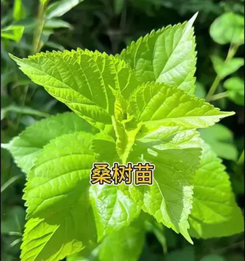 桑树修剪枝苗的最佳时机是什么时候？如何正确进行修剪？