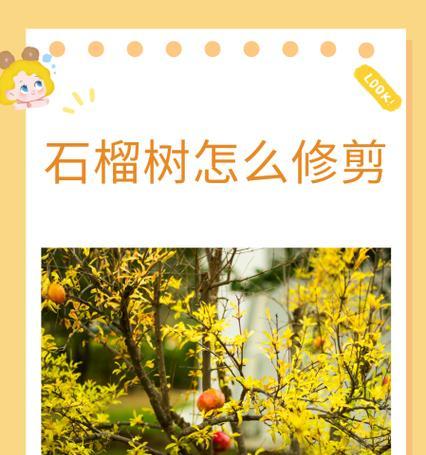 棚架香瓜修剪枝条的最佳时机是什么时候？修剪后如何管理？