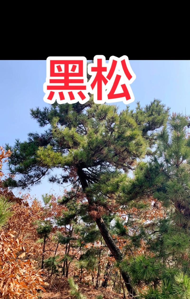 老黑松修剪枝条的最佳时机是什么时候？修剪后如何护理？