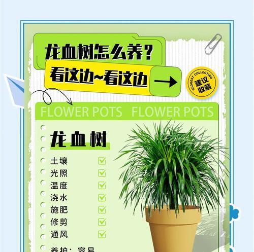 矮龙血树修剪枝条的最佳时机是什么时候？修剪后需要注意什么？