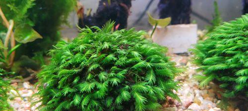 沉木草种植方法是什么？如何正确种植沉木草？