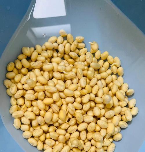 黄豆催芽最快的方法是什么？需要多长时间才能发芽？