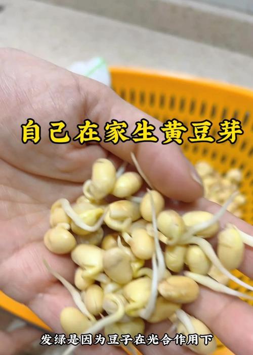 黄豆催芽最快的方法是什么？需要多长时间才能发芽？