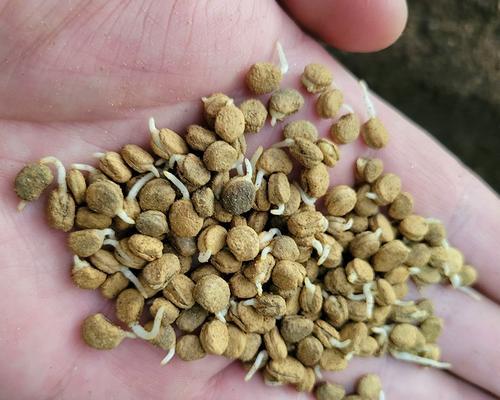 青柠种子催芽方法是什么？需要多长时间才能发芽？