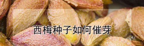 青柠种子催芽方法是什么？需要多长时间才能发芽？