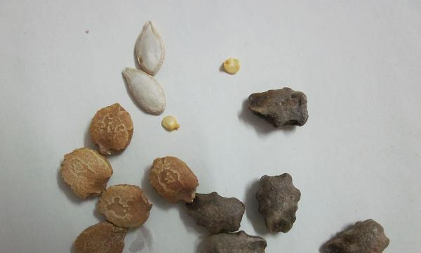 马刺根种子怎么催芽？有效催芽方法有哪些？