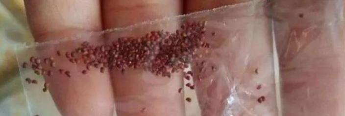 马刺根种子怎么催芽？有效催芽方法有哪些？