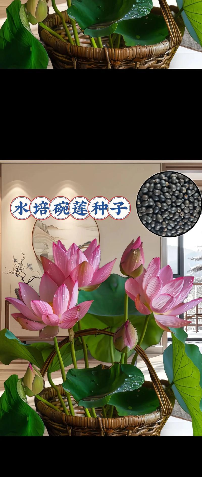 晚莲花种植方法有哪些？如何确保晚莲花健康成长？