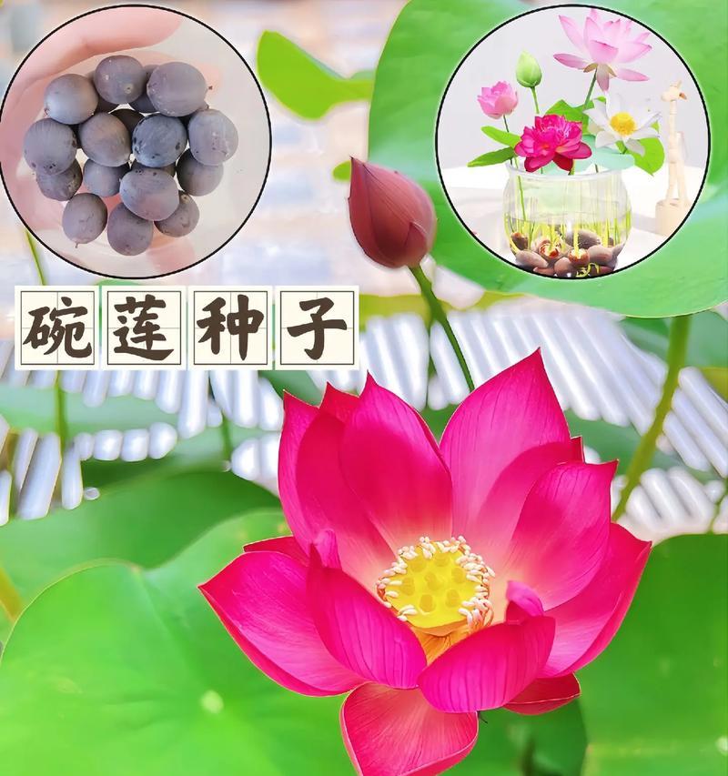 晚莲花种植方法有哪些？如何确保晚莲花健康成长？