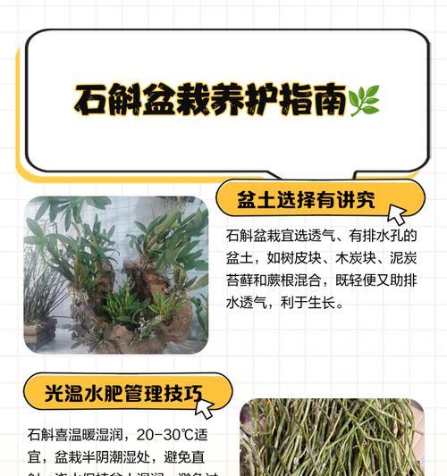 鲜石斛催芽技巧是什么？如何正确进行鲜石斛催芽操作？