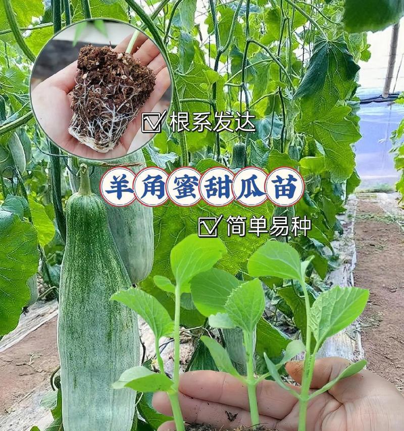 甜瓜芽子催芽方法是什么？步骤和注意事项有哪些？